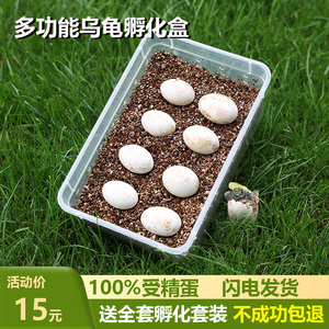 乌龟蛋可孵化套装草龟蛋可孵化儿童宠物受精龟蛋探索生命包孵出