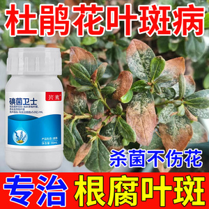 杜鹃花叶斑病专用药防治黑斑根腐叶枯病微生物菌剂肥怎么养花肥料