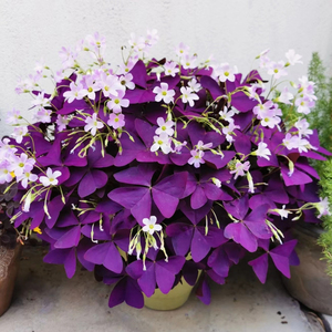 紫叶酢浆草耐寒耐冻幸运三叶草种球根花苗盆栽花卉观花植物室内花