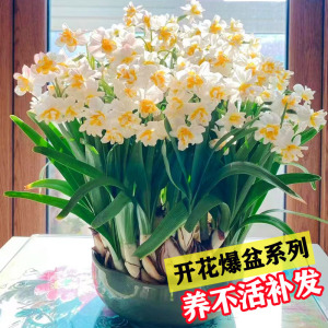 水仙花种球室内好养水培水养漳州水仙盆栽四季开花花卉植物洋水仙