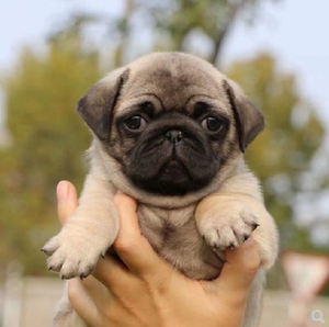 出售纯种家用巴哥幼犬憨厚哈巴狗八哥犬短毛犬可爱小型犬宠物狗狗