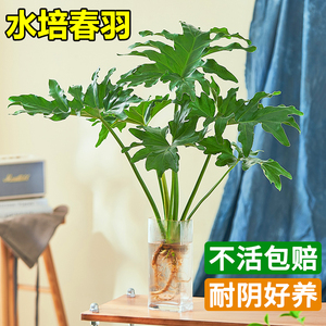 春羽龙鳞盆栽水培植物室内绿植老桩大型四季懒人好养吸甲醛龟背竹