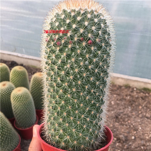 日本购新款多肉阳台客厅书房多肉植物白美人柱形仙人球室内外易养