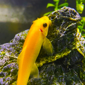 工具鱼清道夫鱼缸清洁工清理吃鱼缸粪便的鱼除绿藻青苔观赏鱼小型