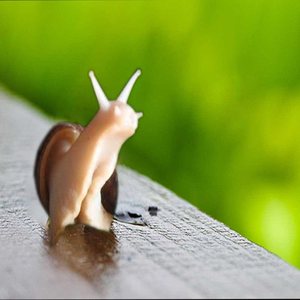 白玉蜗牛巨型非洲特大蜗牛宠物活物体美容食用养殖法国小幼蜗牛