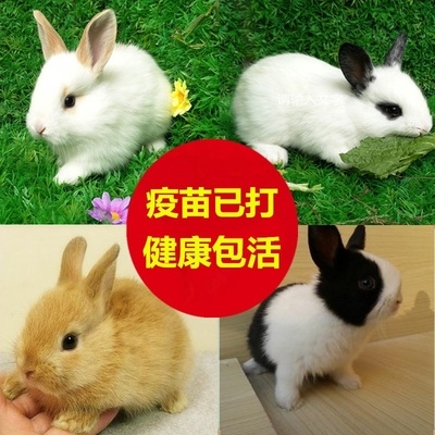 兔子小型好养