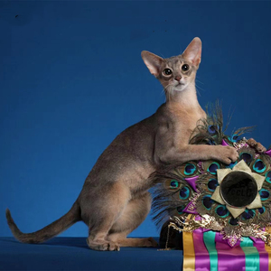 纯种阿比尼西亚猫幼崽活体赛级宠物猫古埃及法老猫短毛猫实体猫舍