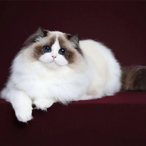 布偶猫幼猫蓝眼睛活体长毛仙女猫海双蓝双山双宠物猫cfa血统猫舍