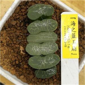 f海野系海之蓝玉扇浮藻蓝海a野白玉kl扇m十二卷多肉植物新品盆