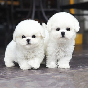 纯种比熊幼犬活体真狗比熊犬泰迪犬小型犬茶杯犬博美犬白色宠物狗