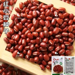 早熟红小豆种子早熟无架大粒红豆种籽自种春季四季农家蔬菜种子孑