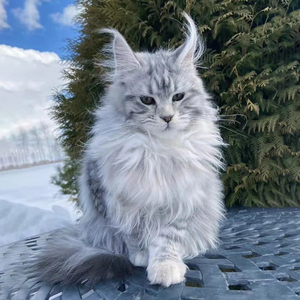 义乌本地猫舍出售缅因猫幼猫纯种活体缅因猫巨型活体幼猫银虎虎斑