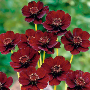 日本购进口稀有植物巧克力秋英巧克力味波斯菊盆栽成苗花卉