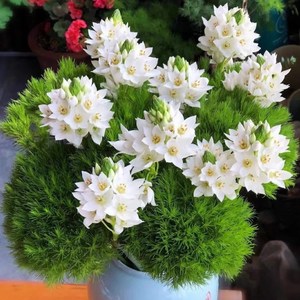 雀梅鲜花圣心百合天鹅绒鲜花花期超长的鲜花无土纯水培植物清新