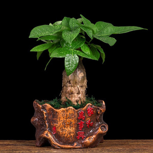 财源广进种高档摆件发财树花盆发财树花盆复古陶瓷园艺盆景时尚的