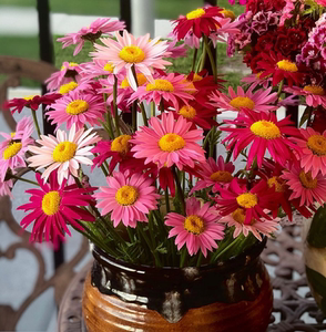 除虫菊种子驱蚊草驱虫菊花籽多年生花种子四季易活盆栽花种孑