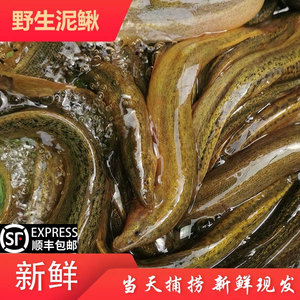 微山湖生态泥鳅淡水大板鳅活体鱼青鳅黄鳅鱼现杀滋补炖汤老人补钙