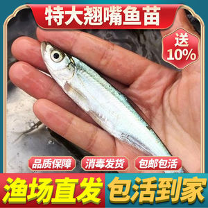 米级翘嘴鱼苗鲜活鱼苗螺丝小白条鱼可食用乌龟活物