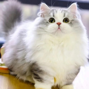 002人付款淘宝拿破仑矮脚猫长毛猫银白三花纯种活体