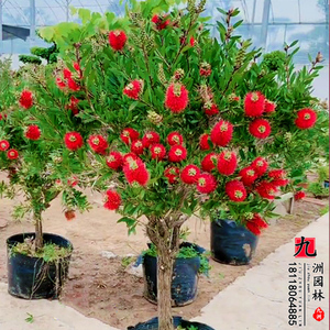 红千层树苗盆栽多花串钱柳多宝树千层花卉庭院耐寒植物老桩金宝树