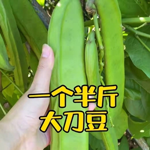 刀豆种籽大扁豆种子巨型特大红籽高产豆角药材春夏季爬藤农家蔬菜