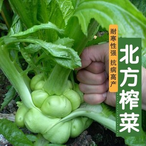 榨菜北方陪陵特大疙瘩榨菜高产一年四季新鲜蔬菜根用芥菜