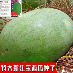 新红宝西瓜种子懒汉西瓜种特大巨型西瓜家庭菜园庭院西瓜种籽原装