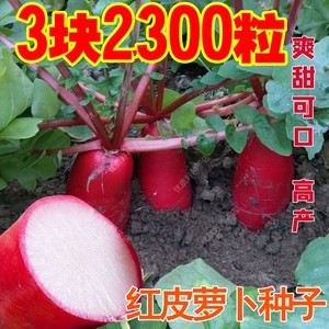徐州大红袍萝卜种子红皮白肉萝卜种籽农家田园蔬菜种春秋水果萝卜