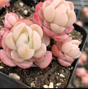 盛世农夫旗舰店天猫奶油贝瑞多肉植物组合清棚稀有老桩群生超大新款