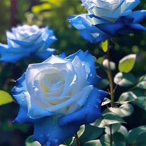 稀有品种黑色曼陀罗玫瑰老桩花苗新款室内外盆栽浓香型四季开大花