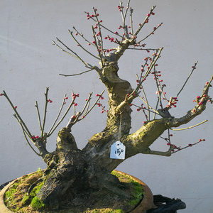 矮霸梅花老桩大型盆景树桩绿萼玉蝶洪岭二红盆栽带花苞一物一拍