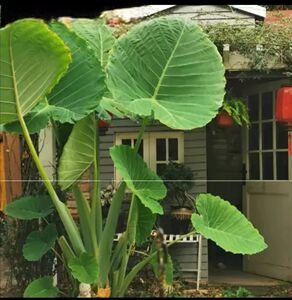 象耳芋霸王芋大野芋包活室内外绿植客厅大叶盆栽庭院超大叶植物