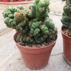 泰国山影仙人掌类罗汉山影多肉植物虎头山影盆栽花卉植物