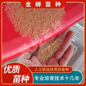 金蝉幼苗知了猴种子金蝉种卵枝金蝉种苗爬叉苗了活体蝉蚁金蝉养殖