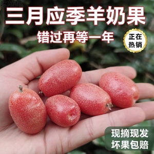 云南牛奶果羊奶果