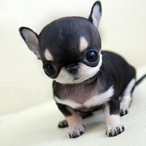 贵宾茶杯犬_茶杯贵宾犬多少钱_迷你贵宾 玩具贵宾 茶杯贵宾