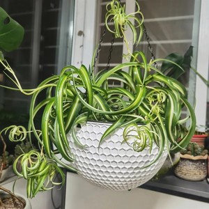 00同款货源好久不见9790淘宝赵小姐【卷叶吊兰】油画白玉金心金边