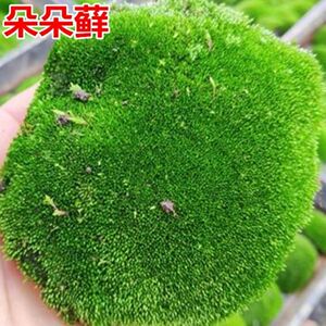 缙云县集锦山舍朵朵青苔假山苔藓绿植盆栽地衣野生植物盆景铺面生