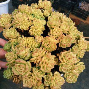 哇噻多肉基地黄金蜡牡丹大白盆耐寒 不包整散 带盆发