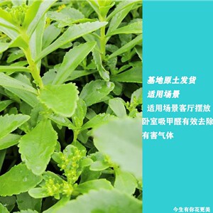云南白药盆栽绿植室内美化好养易活可食用去甲醛净化空气开花绿云