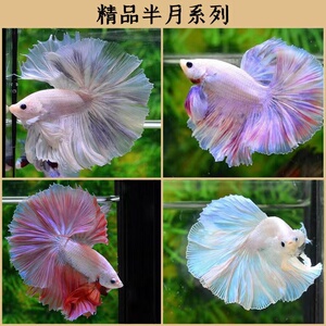 泰国斗鱼活体半月狮王将军公鱼母鱼热带鱼观赏练手鱼活鱼包邮淡水