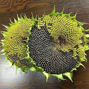 【向日葵的发带】向日葵的发带品牌,价格 - 阿里巴巴