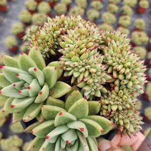 000人付款淘宝黄金芝麻虎鲸多肉韩版贵货新店自助58包邮tb