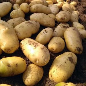 山东高产土豆种子荷兰15黄心大土豆种马铃薯原种农家洋芋正宗黄皮