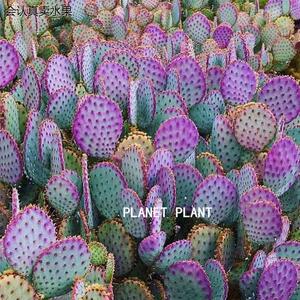 圣丽塔仙人掌稀有品种类植物多肉花室内盆栽防辐射紫色仙人球绿植