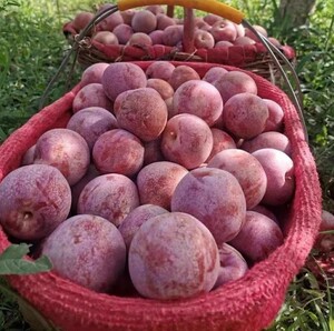 新疆味厚恐龙蛋杏李特产李子胜黑布林新鲜水果新鲜当季整箱顺丰甜