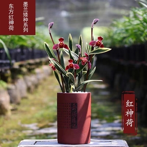 小兰花绿植物办公室内茶桌面盆栽香型花卉矮种红神荷金边名贵艺草