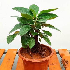 大叶榕树吸水石