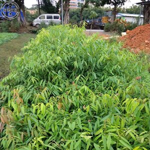 【铁力木苗】铁力木苗品牌,价格 - 阿里巴巴