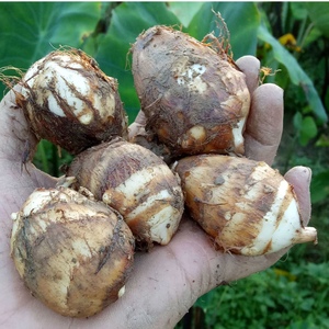 红白芽芋头新鲜白芽芋头净重5斤毛芋仔红芽芋艿农家蔬菜现挖软糯